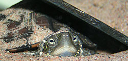 Min vattensköldpadda Bambam har grävt ner sig i sanden