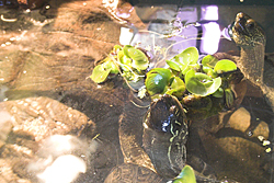 vattensköldpadda äter på vattenväxten musselblomma